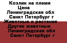 Козлик на племя  › Цена ­ 5 000 - Ленинградская обл., Санкт-Петербург г. Животные и растения » Другие животные   . Ленинградская обл.,Санкт-Петербург г.